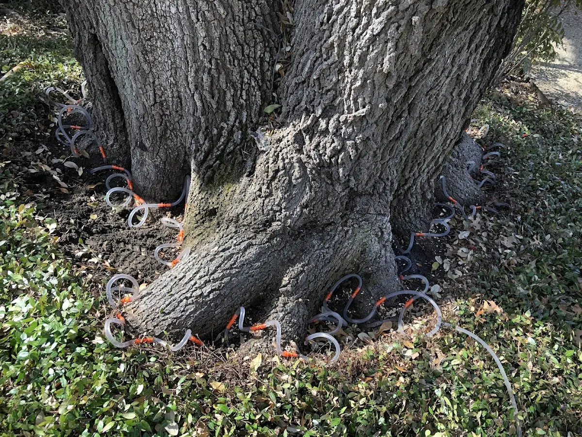 Detailed Tree Cabling and Bracing job site in La France