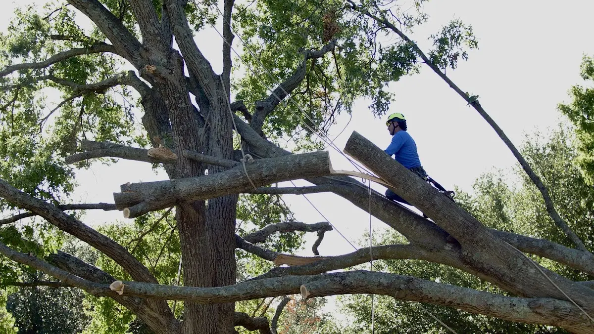 Professional Hazardous Tree Removal performed by certified arborists in La France