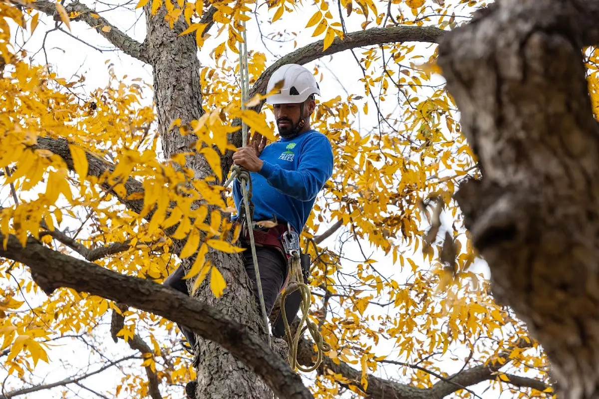 Skilled Tree Trimming crew working in La France